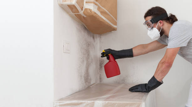 Professional Mold Remediation technician working in Apalachin, NY